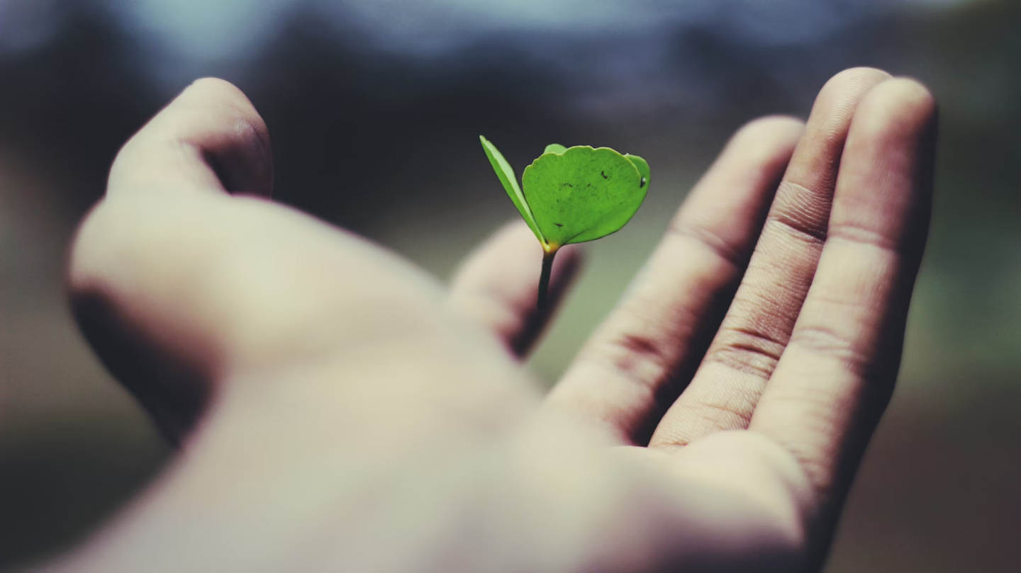 Hand with a leaf